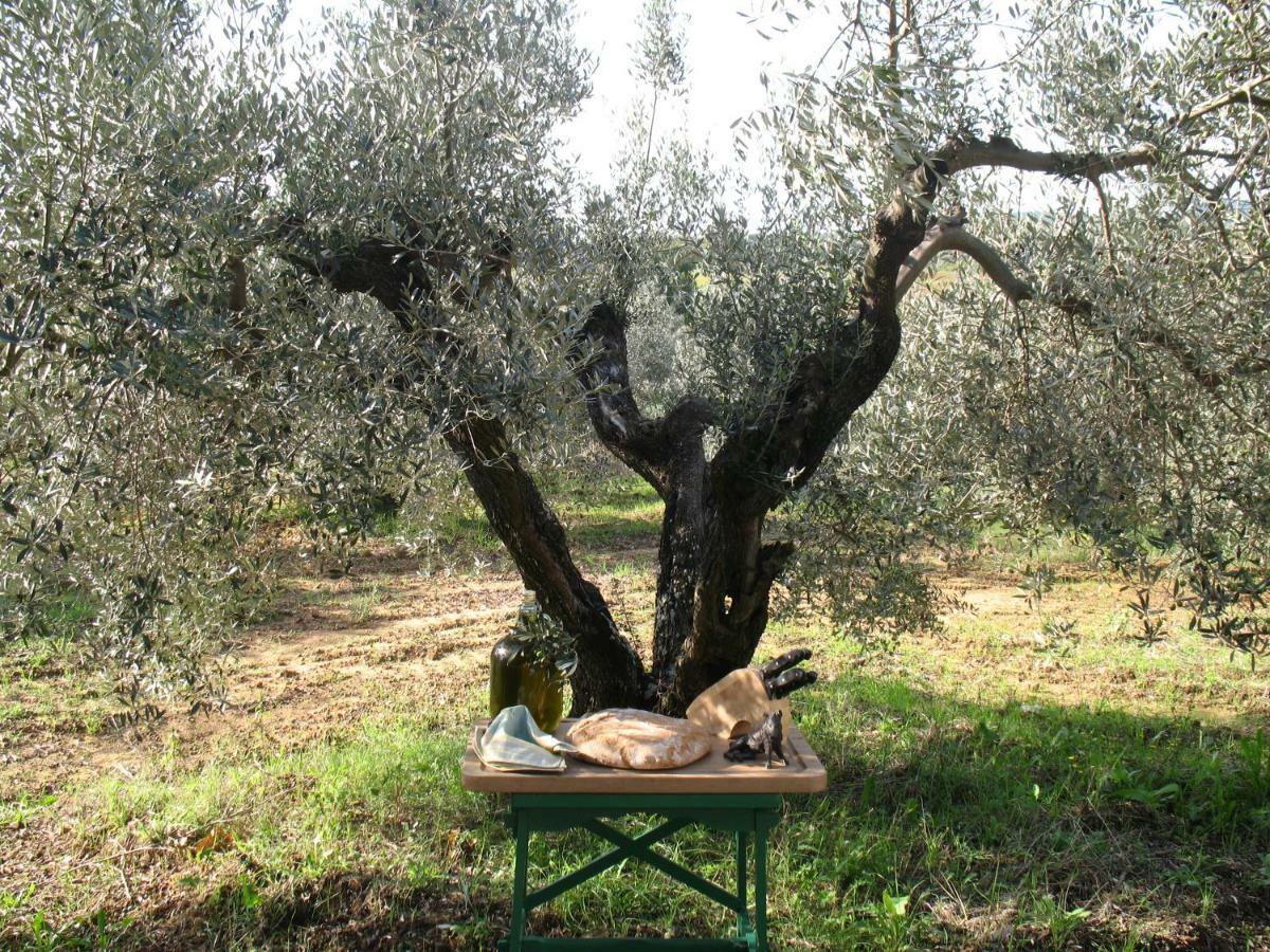 Agriturismo Le Cerbonche Rosignano Marittimo Extérieur photo